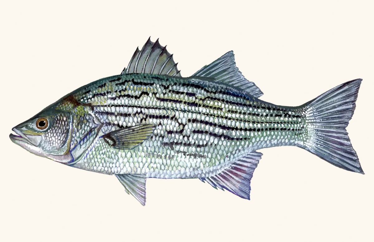 hybrid-bass