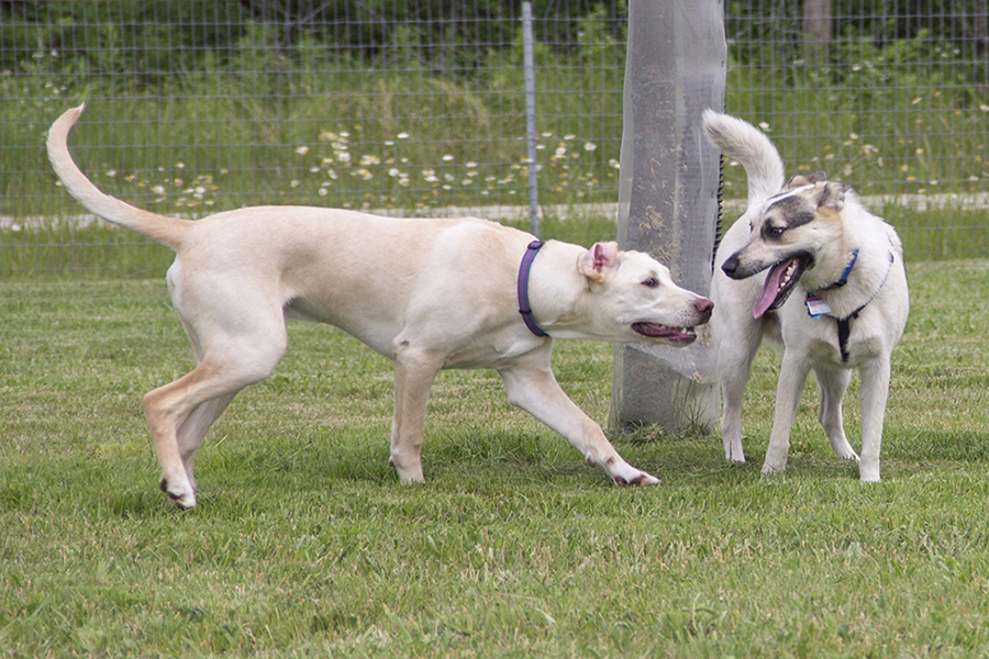 dogs at Oldfield Oaks off-leash area