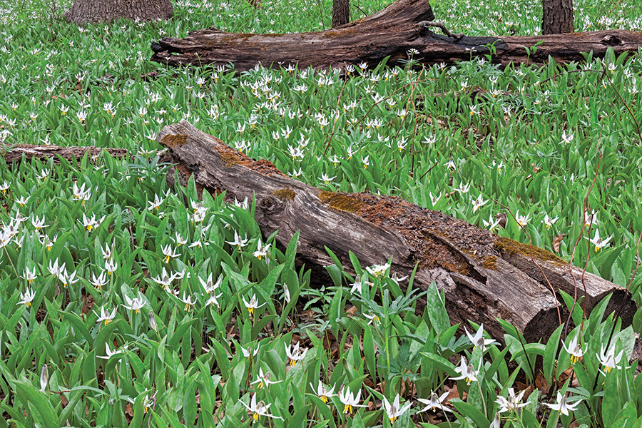 flowers at Danada