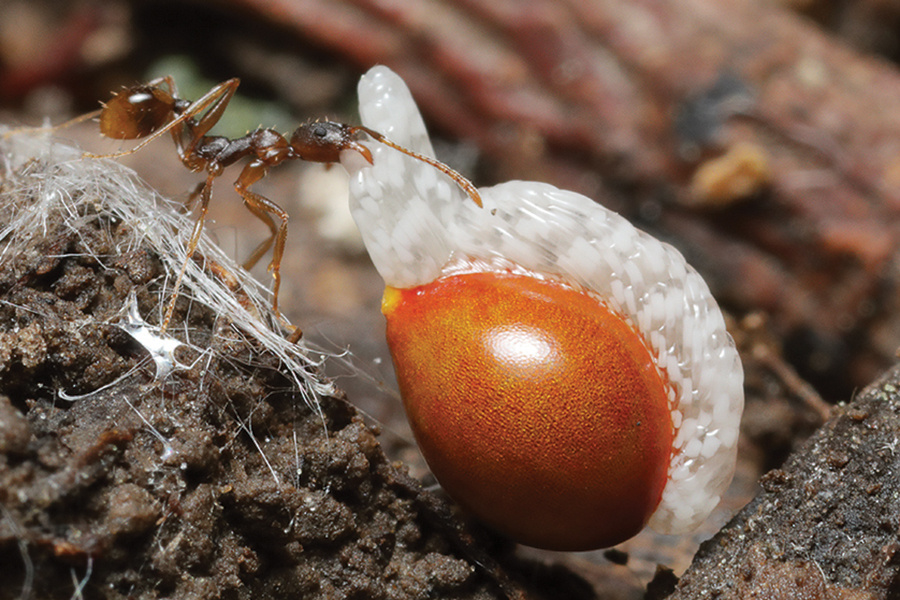 bloodroot-BillDuncan