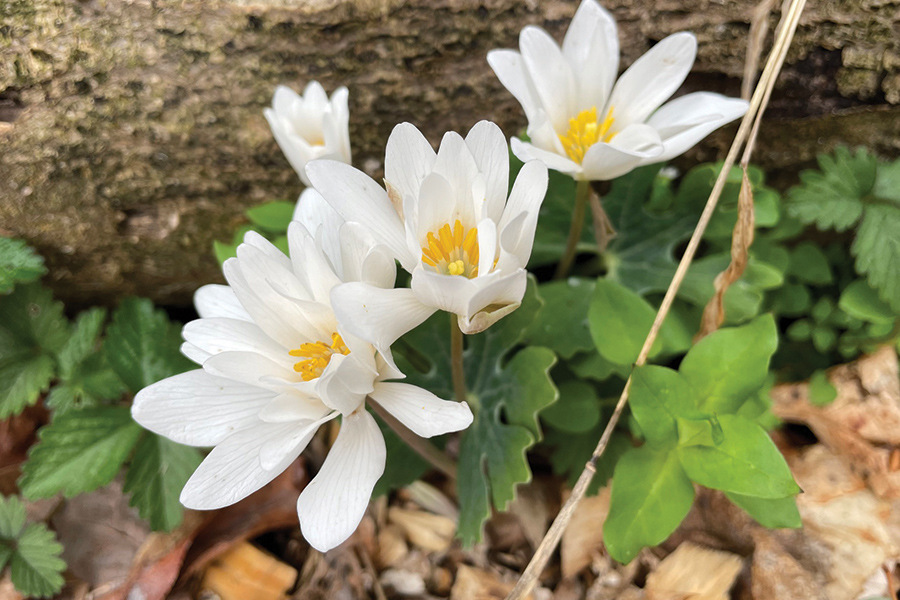 bloodroot image by Brian Gratwicke