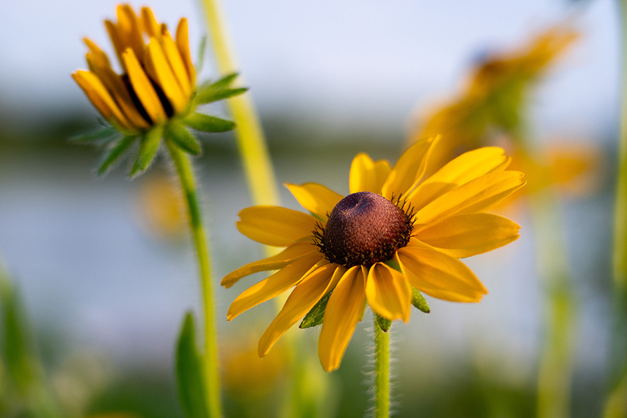 black-eyed-Susan-900x600@150